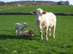 Charolaie calves