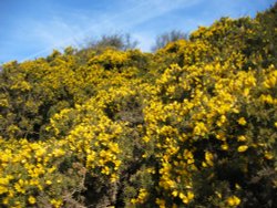 Gorse bushes in flower, Great Longstone Wallpaper