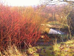 Reddish, Greater Manchester Wallpaper