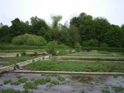 Warercress beds in Alresford Wallpaper