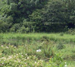 Rother Valley Country Park, South Yorkshire Wallpaper