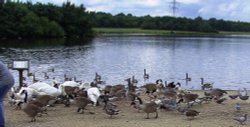 Rother Valley Country Park, South Yorkshire Wallpaper