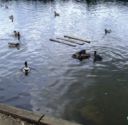 Rother Valley Country Park, South Yorkshire Wallpaper