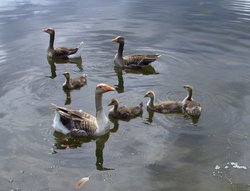 Rother Valley Country Park in South Yorkshire Wallpaper