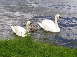 Rother Valley Country Park, South Yorkshire Wallpaper