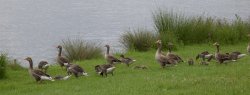 Rother Valley Country Park, South Yorkshire Wallpaper