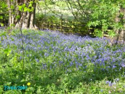 Bluebells in Bevercotes Wallpaper