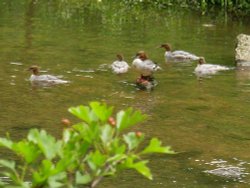 Unknown Ducks on the River Wye - The Peak District Wallpaper