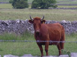 Cattle on the Monsal Dale, Derbyshire Wallpaper