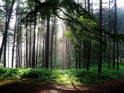 Cannock Chase Country Park, Staffordshire Wallpaper