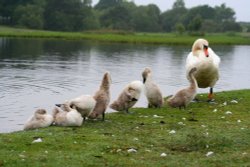 Swans at Hatchet pond, New Forest Wallpaper