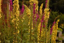 Flowers in the Botanical gardens, Birmingham. Wallpaper