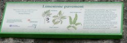 Limestone Pavement Plaque Wallpaper