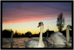 Swan Lake, Dovercourt, Essex Wallpaper