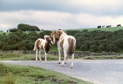 Wild small horses