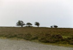 Exmoor trees, Exmoor National Park, Devon Wallpaper