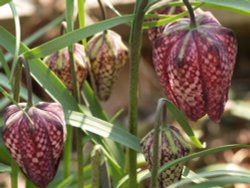 Rare Snake's Head Fritillaries, Steeple Claydon, Buckinghamshire Wallpaper