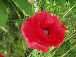 Wild Poppy in Axminster, Devon