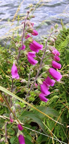 Wild Flowers at Thrybergh Country Park, South Yorkshire