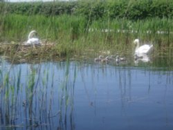 Swan family on Grantham Canal at Gamston Wallpaper