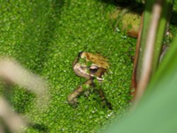 Frog in a pond, Steeple Claydon, Buckinghamshire Wallpaper