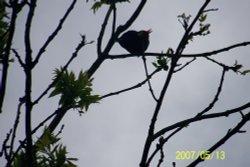 Song bird in tree at Flatford Mill Wallpaper