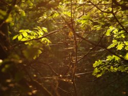 Gossamer on oak leaves, near Steeple Claydon Wallpaper