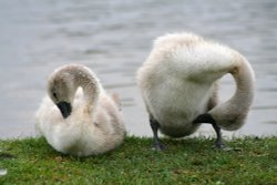 Cygnets at Hatchet Pond