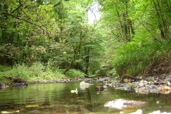 Lydford Gorge Wallpaper