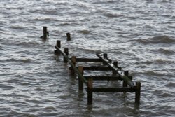 GROYNE Wallpaper