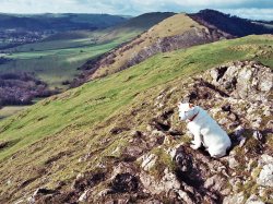 Watch Dog, Peak District National Park, Derbyshire Wallpaper
