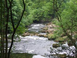 River Ure, Magdalen Wood, Grewelthorpe, North Yorkshire Wallpaper