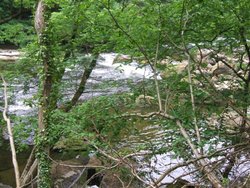 River Ure, Magdalen Wood, Grewelthorpe, North Yorkshire Wallpaper