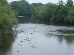 River Ure, West Tanfield, North Yorkshire Wallpaper