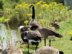 Canada Geese, Waters Edge Country Park, Barton upon Humber, Lincolnshire Wallpaper