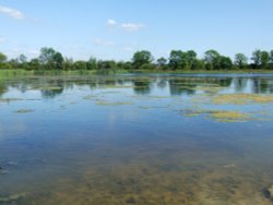 Cossington Meadows Wallpaper