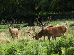 Normanby Hall Country Park Wallpaper