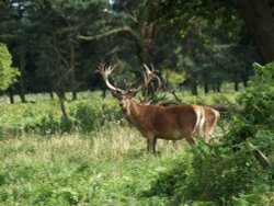 Stag Deer at Normanby Hall Country Park Wallpaper