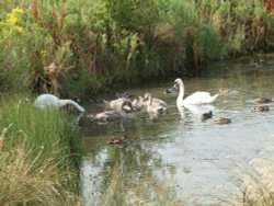 Swans and Signets at Waters Edge Country Park, Barton upon Humber, Lincolnshire Wallpaper