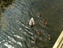 Mum and babies at Waters Edge Country Park Wallpaper