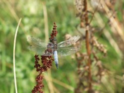 Dragonfly