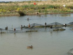 Waters Edge Country Park Ducks Wallpaper