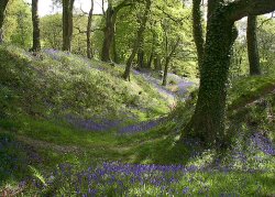 Blackberry camp, Devon