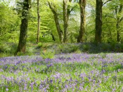 Blackberry camp, Devon