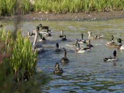 Waters Edge Wild Fowl Wallpaper