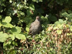 Young Blackbird at Waters Edge Country Park Wallpaper