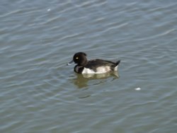 Waters Edge Country Park Wallpaper