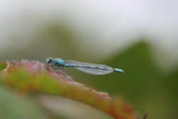 Dragonfly, Lowestoft, Suffolk Wallpaper