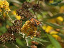 Large Tortoiseshell butterfly, Steeple Claydon, Bucks