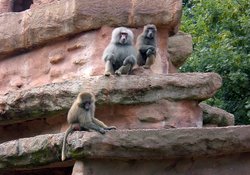 Baboons at Paignton Zoo, Devon Wallpaper